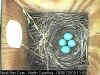 Nestbox Pic with Eggs